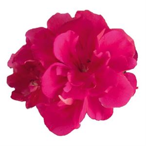 Afbeelding van Geranium Hang P12 Double Sunflair Josina